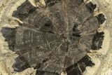 Petrified Wood (Hermanophyton) Round - Colorado #265637-1